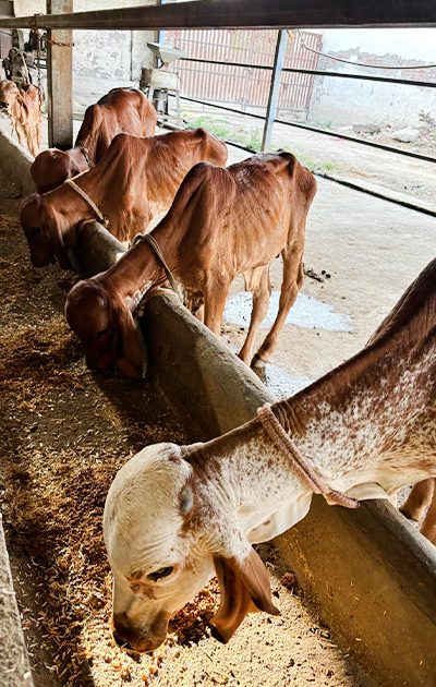 a-group-of-young-dairy-cows-outdoor-walking-in-a-f-resize-qqx22cmlcj2r4xuiaud7i2efo1lr8rkmsqw56hvz4s